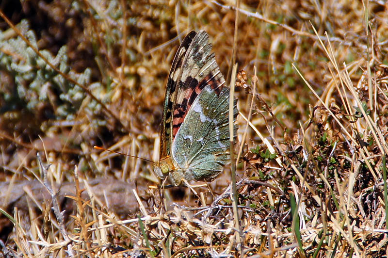 Farfalla da identificare